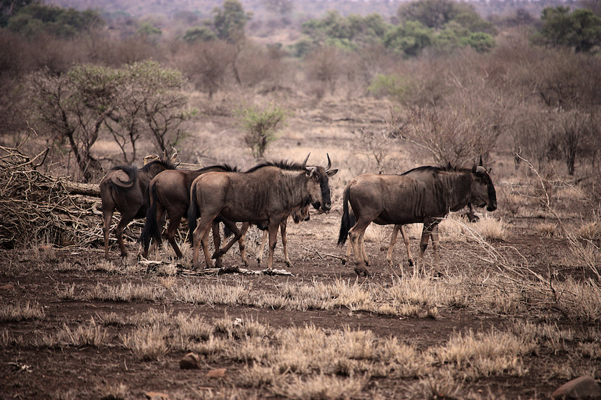 Photo of Buffalo in Kruger National Park