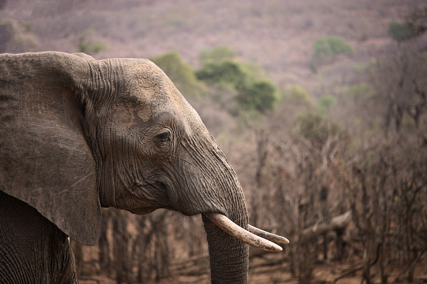Photo of Elephant in Kruger National Park