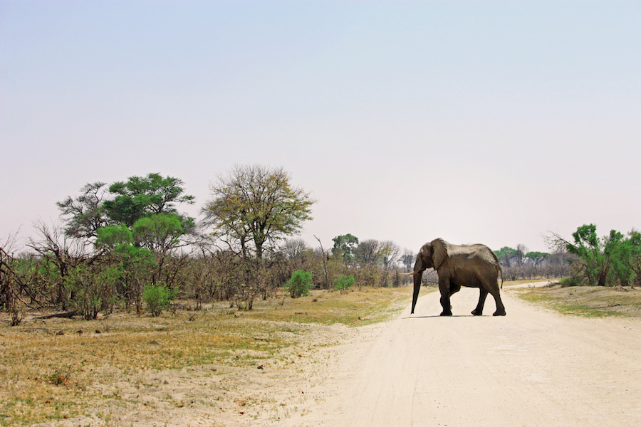 Elephant in the road. Botswana, Africa
