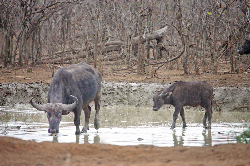 Buffalo in Africa