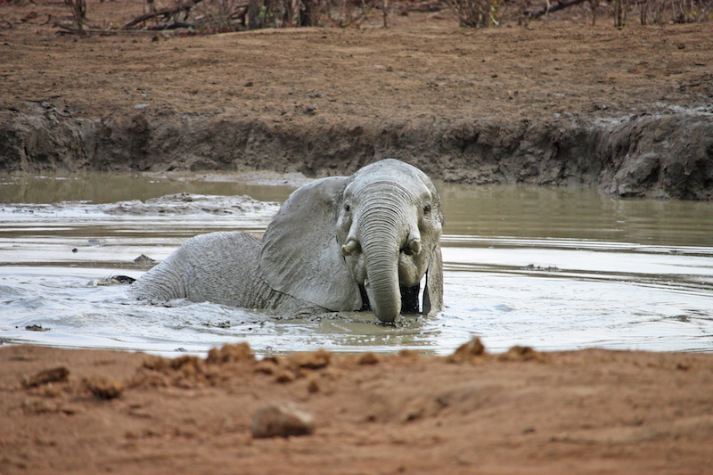 Elephant Taking a Bath in Africa