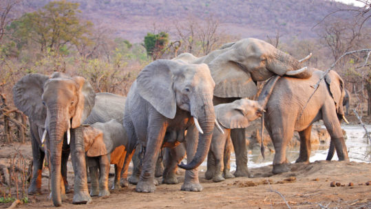 Elephants On African Safari