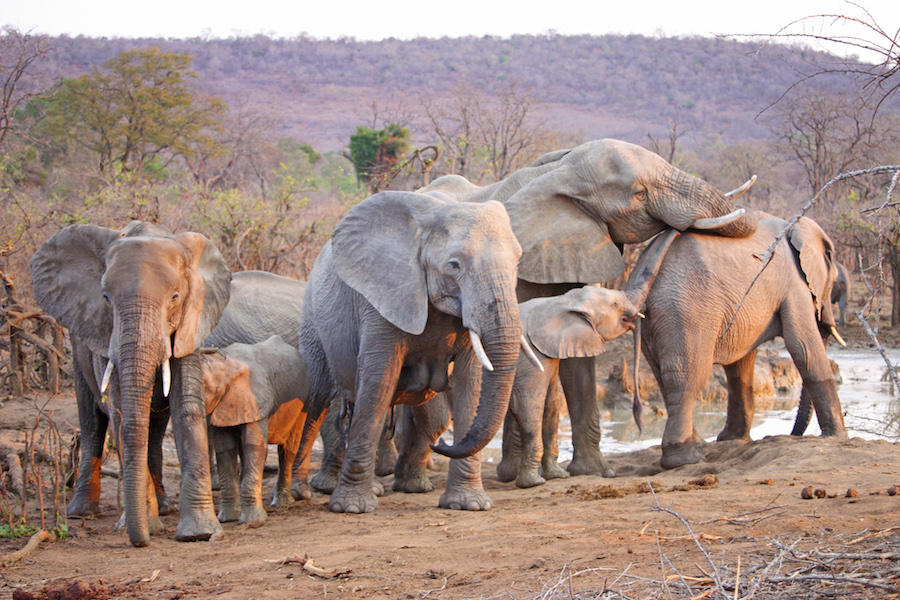 Elephants On African Safari